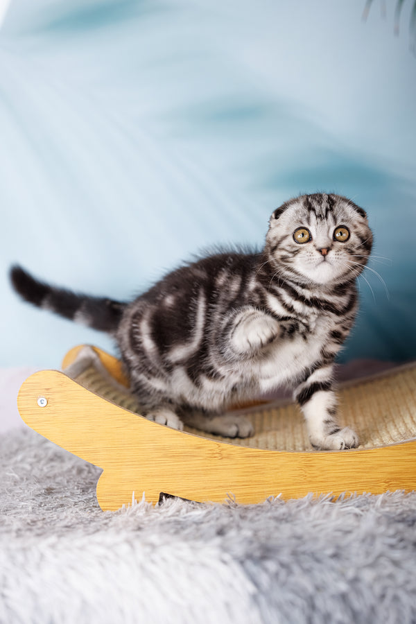 Uno | Scottish Fold Kitten
