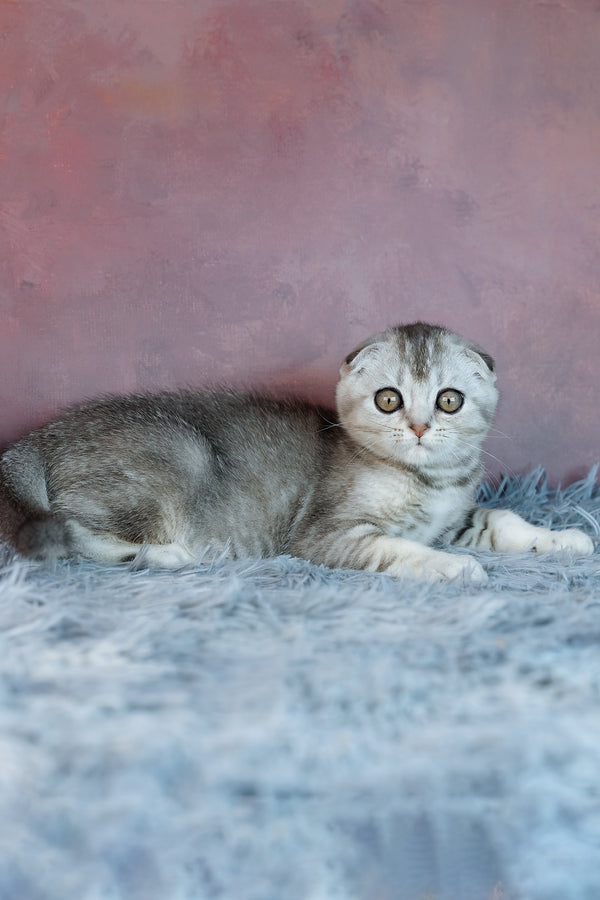 Uno | Scottish Fold Kitten