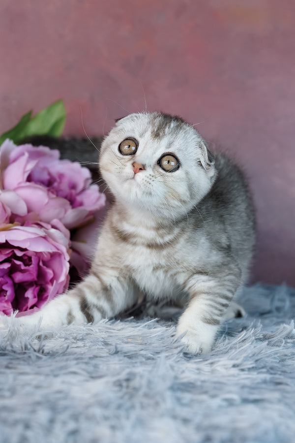 Uno | Scottish Fold Kitten