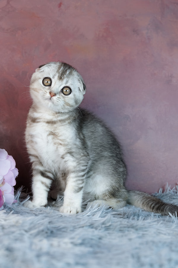 Uno | Scottish Fold Kitten