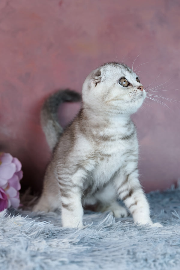Uno | Scottish Fold Kitten