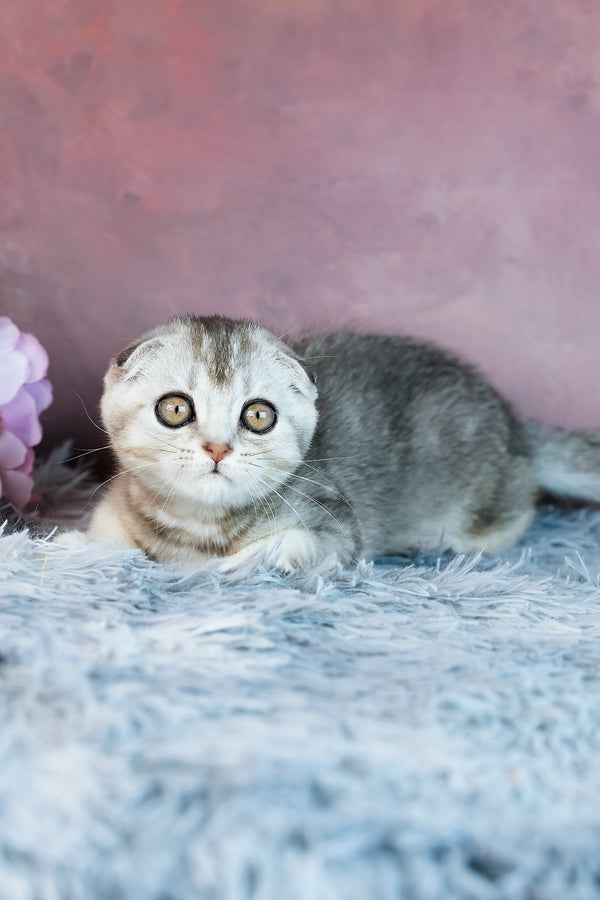 Uno | Scottish Fold Kitten