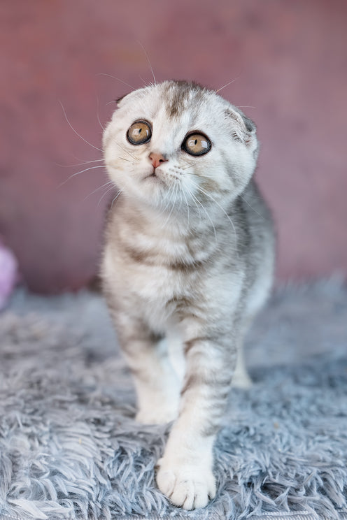 Uno | Scottish Fold Kitten
