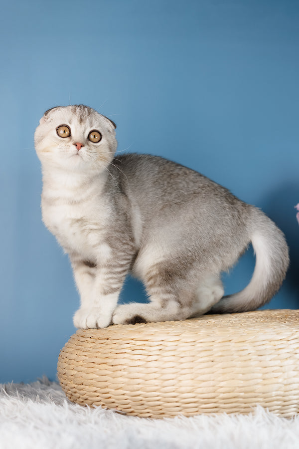 A fluffy silver tabby scottish fold kitten with black golden shaded eyes sits on a woven wicker cushion health guarantee
