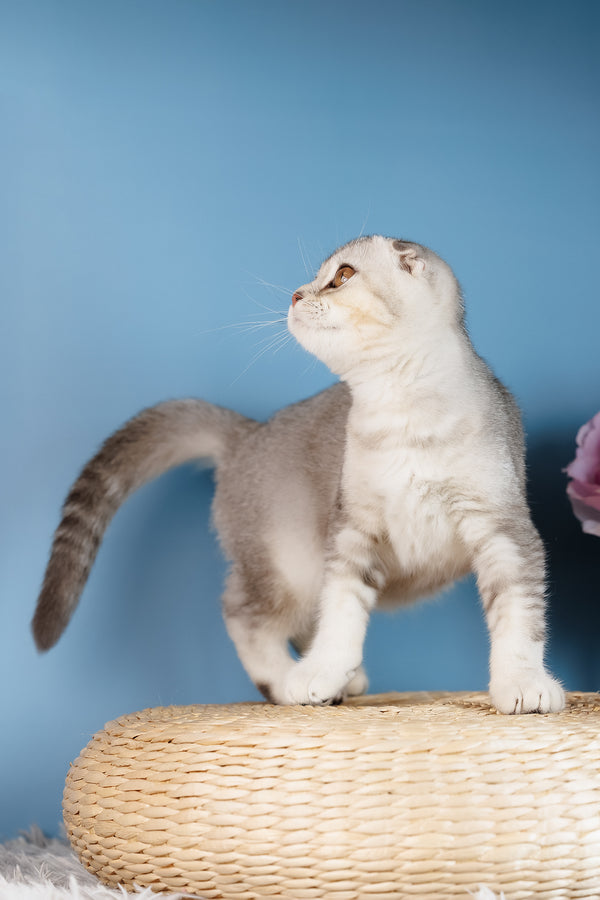 Uno Scottish fold kitten with fluffy silver gray fur and folded ear stands on woven wicker mat with health guarantee