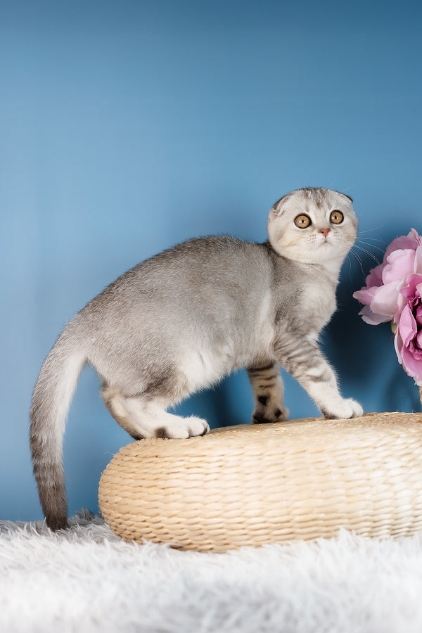 A fluffy silver scottish fold kitten with striking golden eyes stands on a woven wicker platform black golden shaded health guarantee