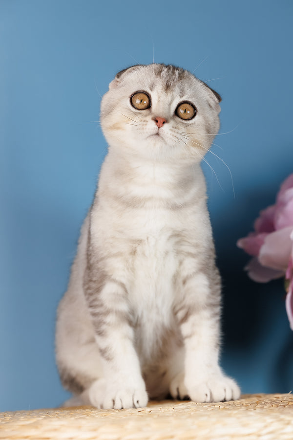 Uno scottish fold kitten with fluffy silver tabby fur, striking golden eyes, and health guarantee against blue background