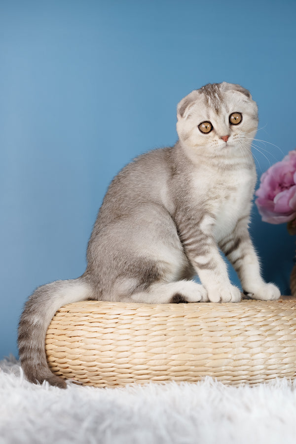 A fluffy silver tabby scottish fold kitten with folded ears and golden eyes sits on a woven wicker mat with health guarantee