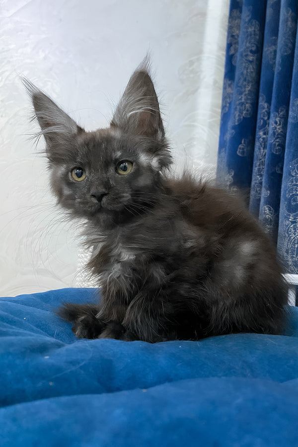 Uptown | Maine Coon Kitten