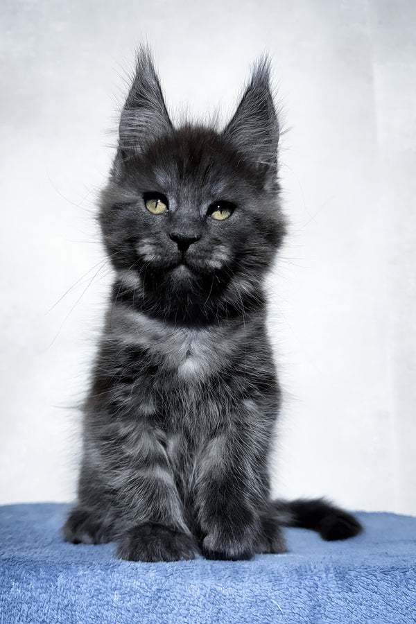 Uran | Maine Coon Kitten