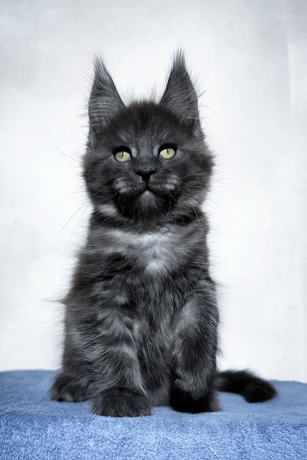 Uran | Maine Coon Kitten