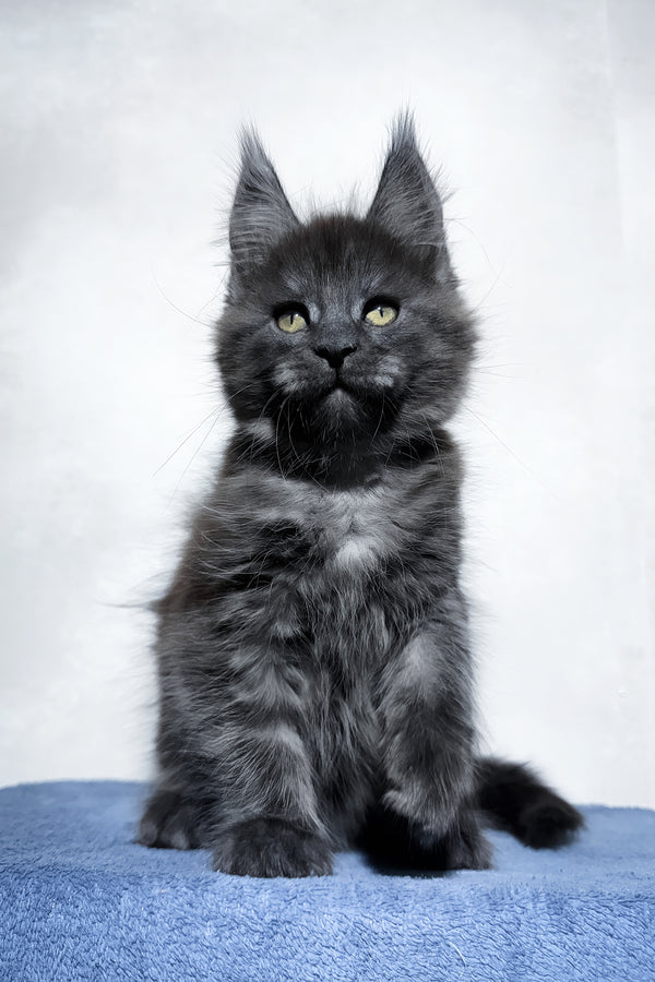 Uran | Maine Coon Kitten