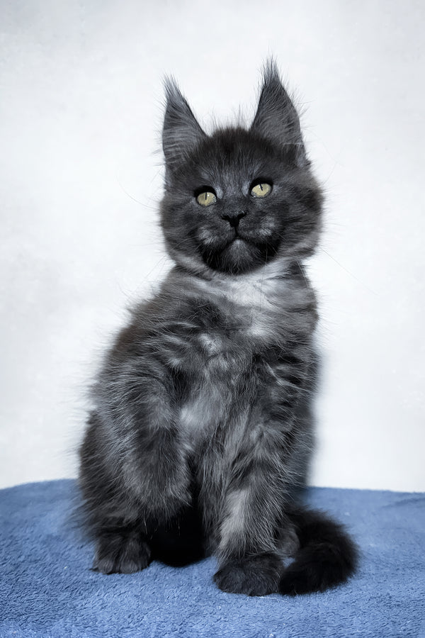 Uran | Maine Coon Kitten