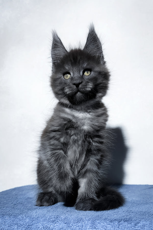 Uran | Maine Coon Kitten