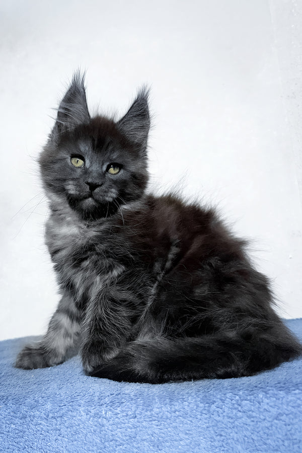 Uran | Maine Coon Kitten