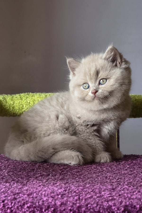Urchi | British Shorthair Kitten