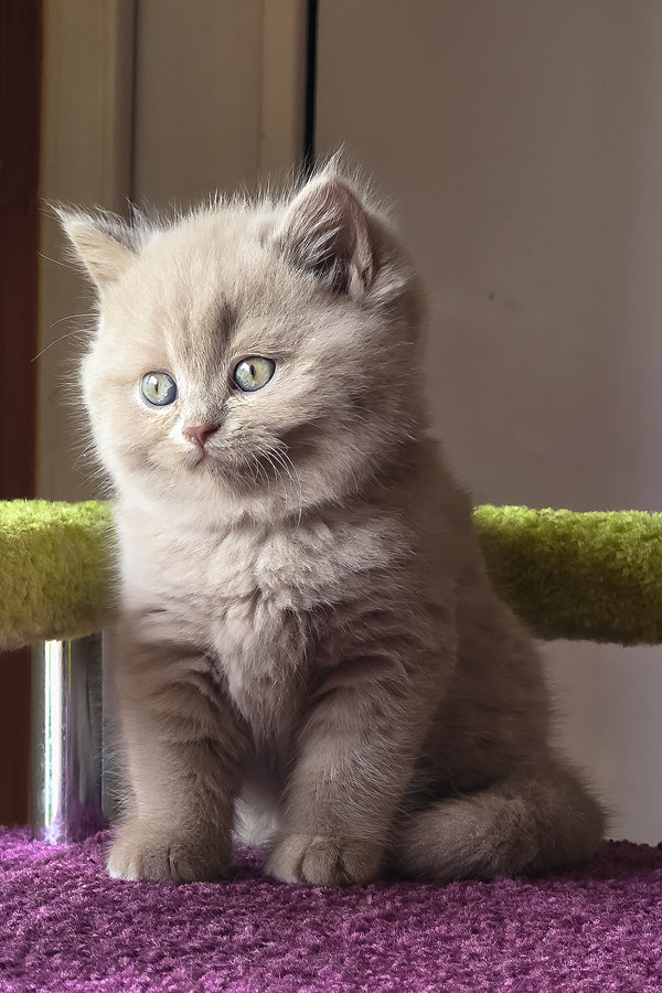 Urchi | British Shorthair Kitten