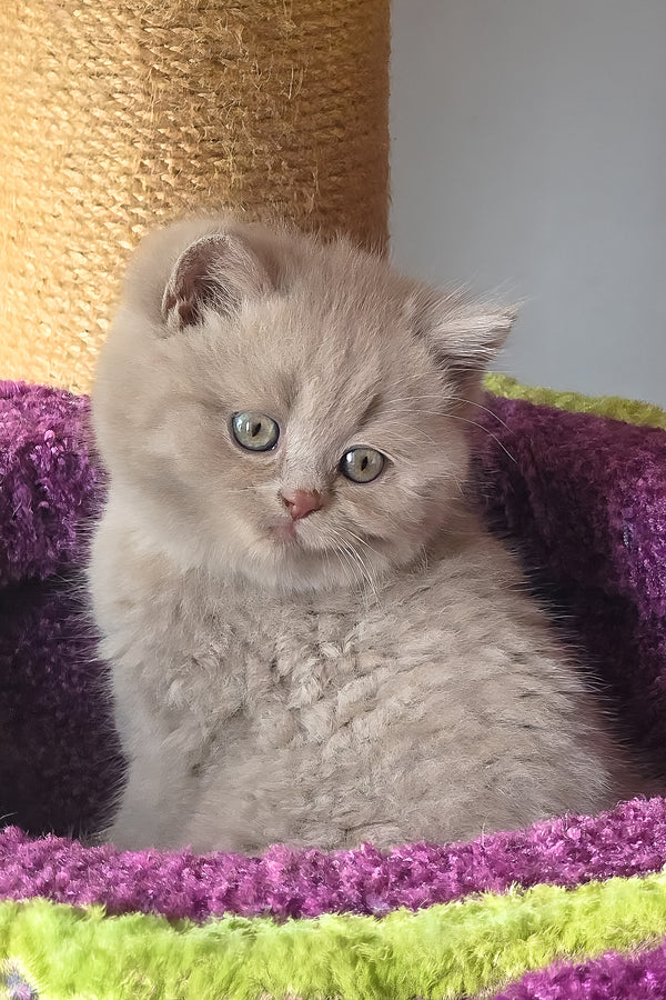 Urchi | British Shorthair Kitten