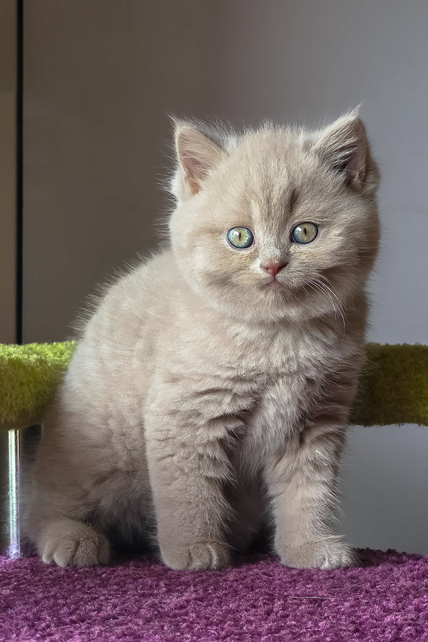 Urchi | British Shorthair Kitten