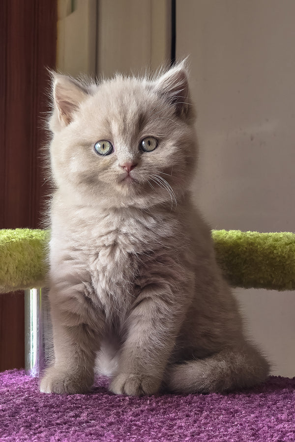 Urchi | British Shorthair Kitten
