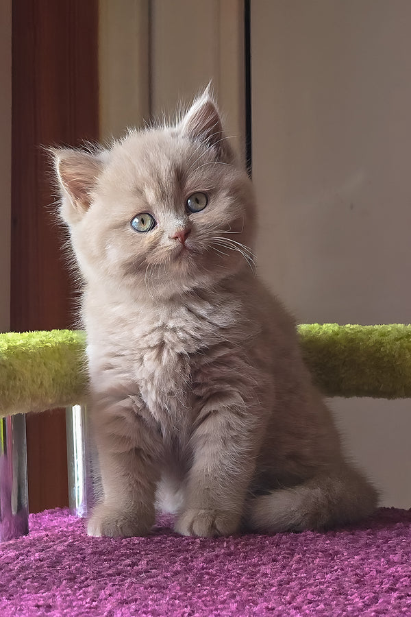 Urchi | British Shorthair Kitten