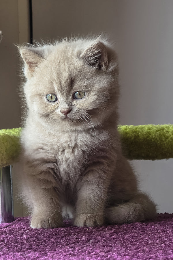 Urchi | British Shorthair Kitten