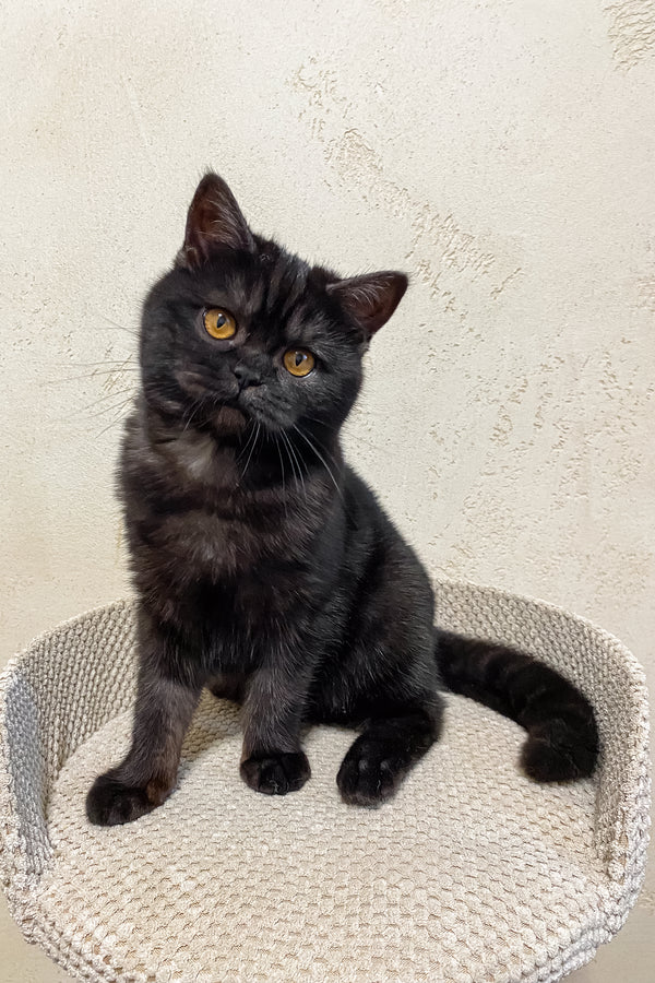 Adorable Ursula- Sweet Scottish Straight Kitten For Sale – Purebred Kitties