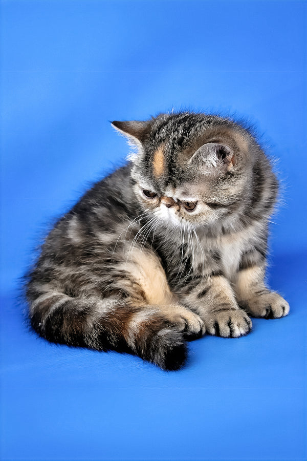Ursula | Exotic Shorthair Kitten