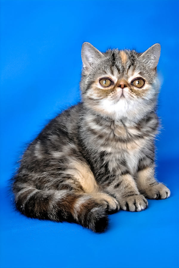 Ursula | Exotic Shorthair Kitten