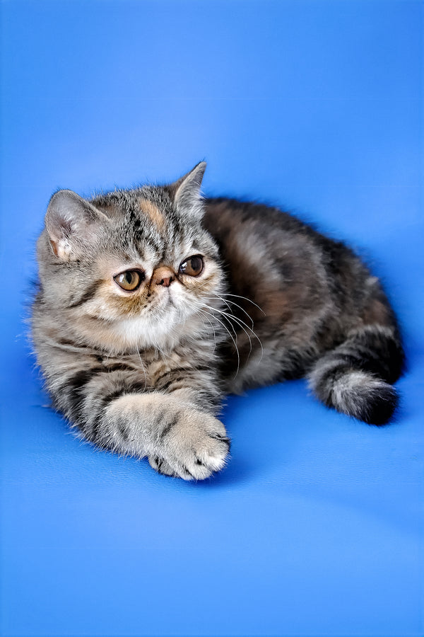Ursula | Exotic Shorthair Kitten