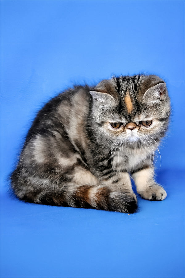 Ursula | Exotic Shorthair Kitten