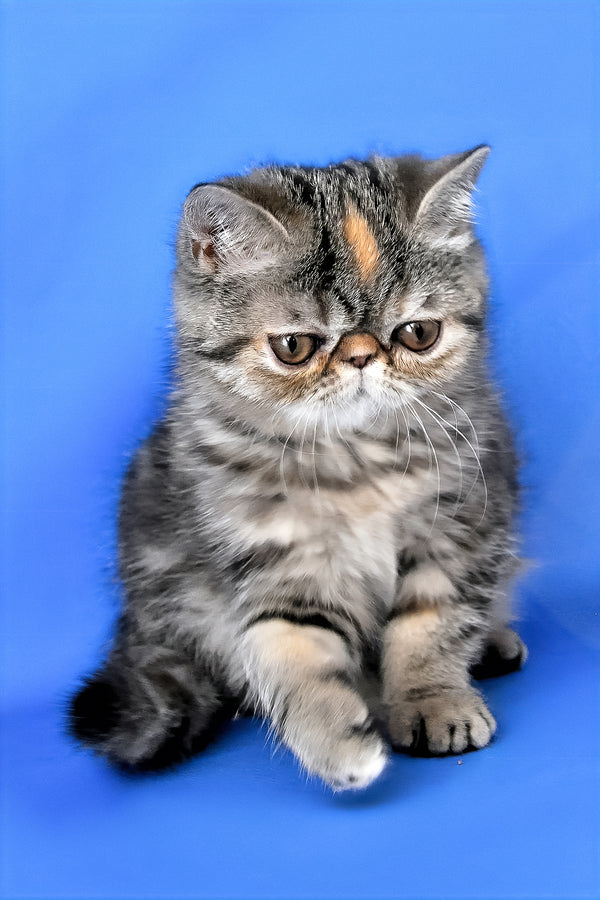 Ursula | Exotic Shorthair Kitten