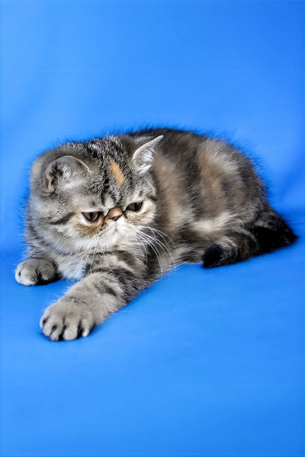 Ursula | Exotic Shorthair Kitten
