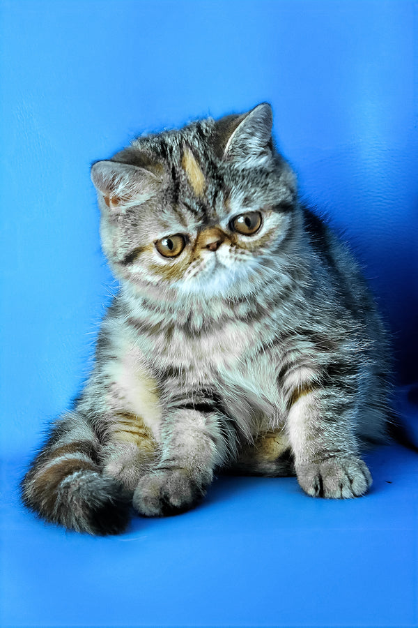 Ursula | Exotic Shorthair Kitten