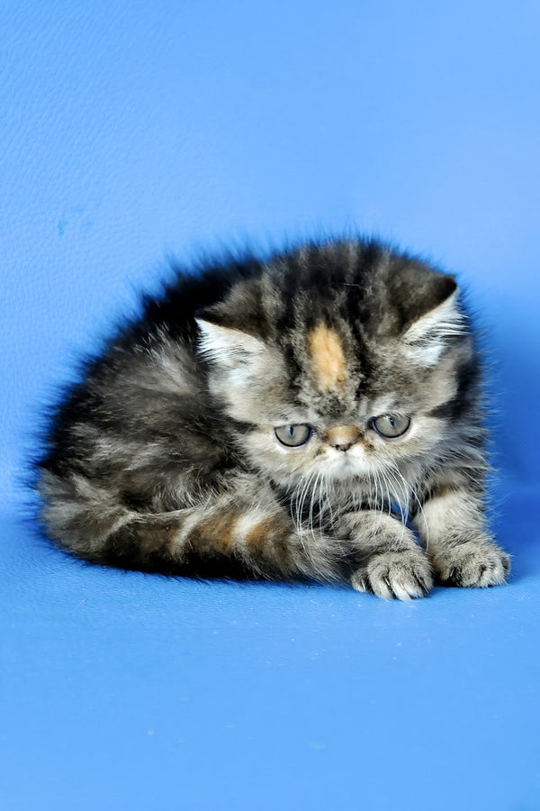Ursula | Exotic Shorthair Kitten