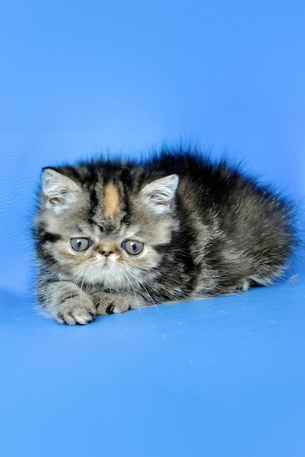 Ursula | Exotic Shorthair Kitten