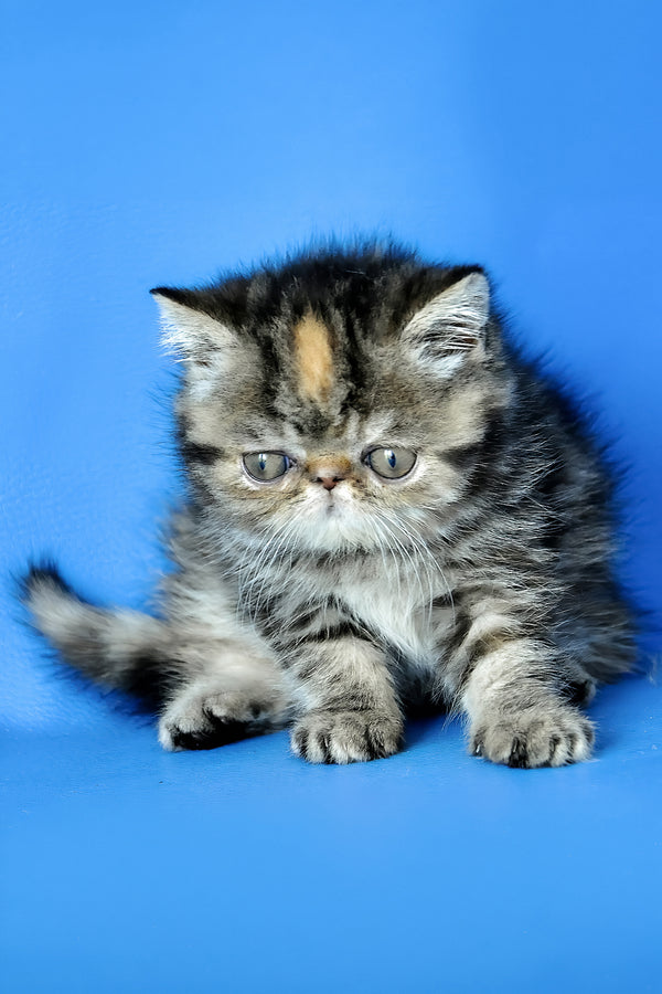 Ursula | Exotic Shorthair Kitten