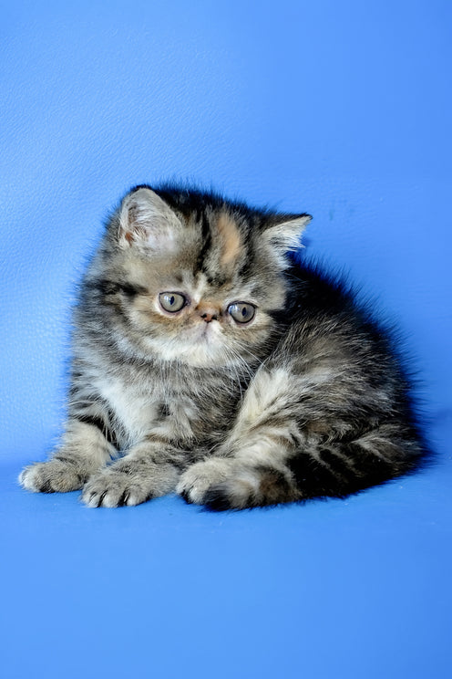 Ursula | Exotic Shorthair Kitten