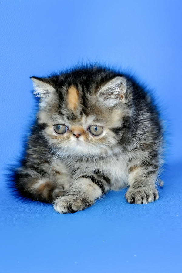 Ursula | Exotic Shorthair Kitten