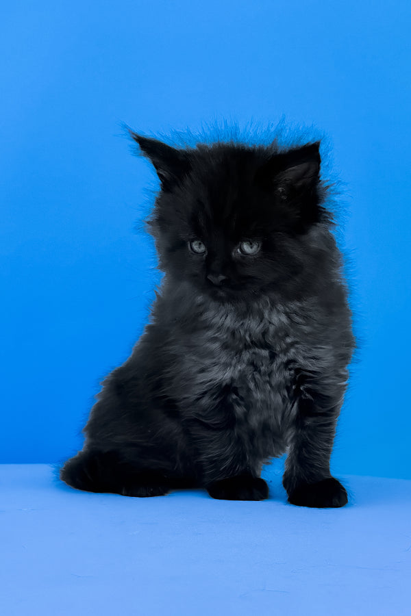 Ursula | Maine Coon Kitten