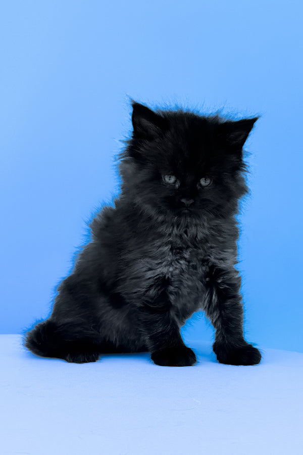 Ursula | Maine Coon Kitten