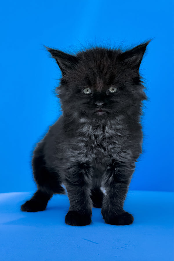 Ursula | Maine Coon Kitten