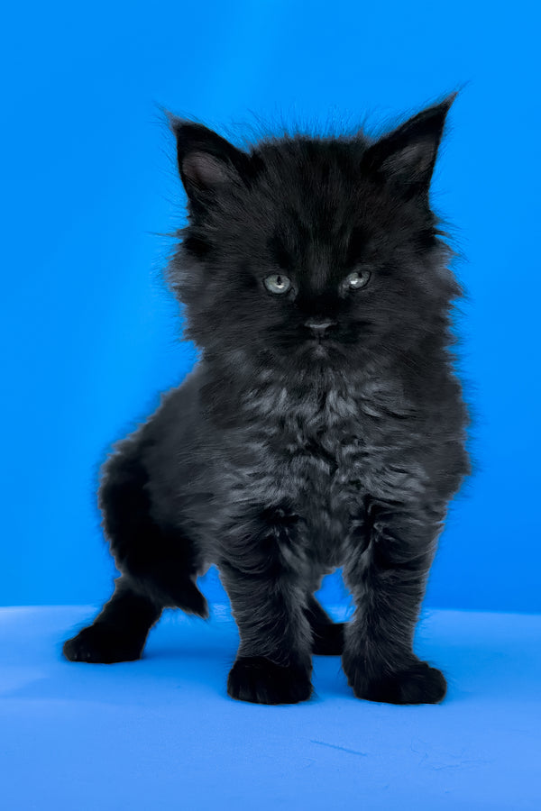 Ursula | Maine Coon Kitten