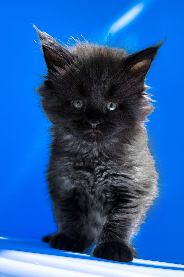 Ursula | Maine Coon Kitten
