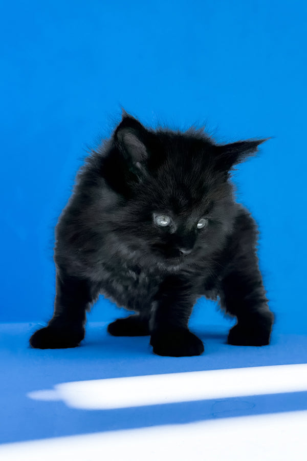 Ursula | Maine Coon Kitten
