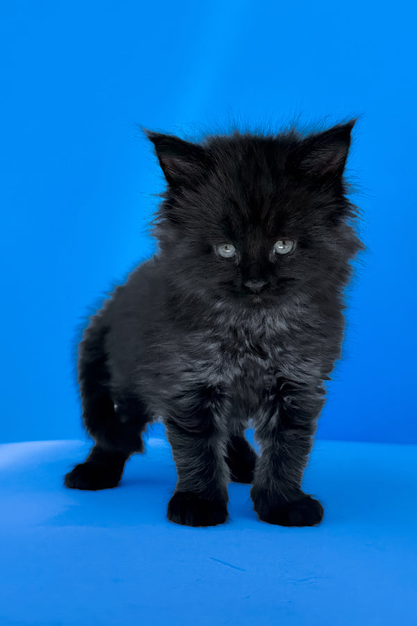 Ursula | Maine Coon Kitten