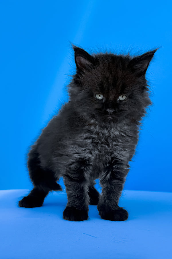 Ursula | Maine Coon Kitten
