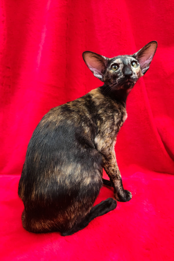 Ursula | Oriental Shorthair Kitten