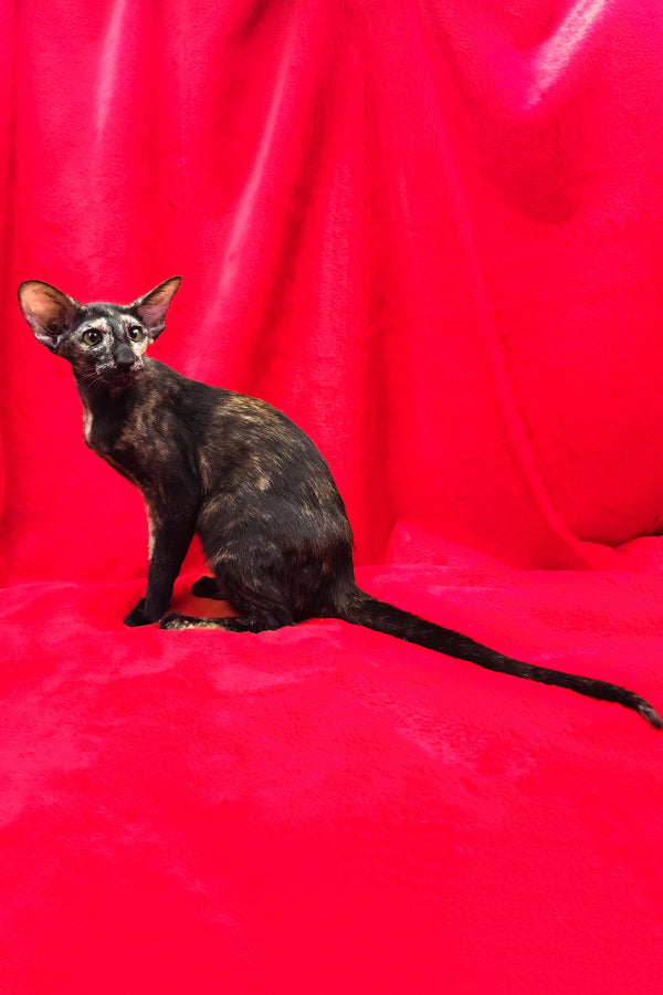 Ursula | Oriental Shorthair Kitten