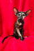 Ursula | Oriental Shorthair Kitten